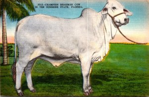 Florida Ocala Henry  Parlin & Sons Lady Resoto Manso Champion Brahman Cow