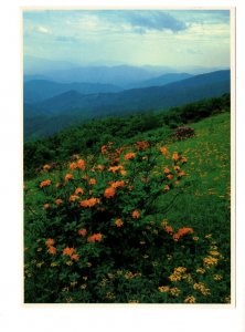 5 X 7 inch Wildflowers, Smoky Mountains, Tennessee