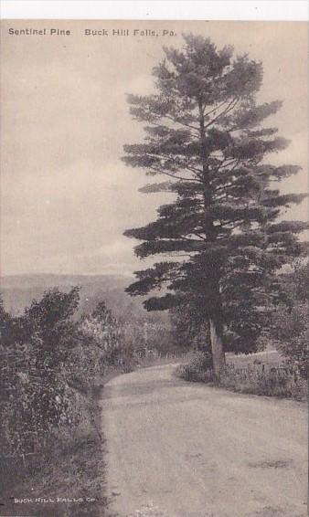 Sentinel Pine Buck Hill Falls Pennsylvania Albertype