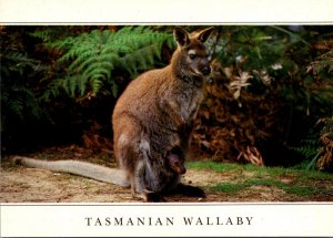 Australia Tasmana Tasmanian Wallaby and Baby