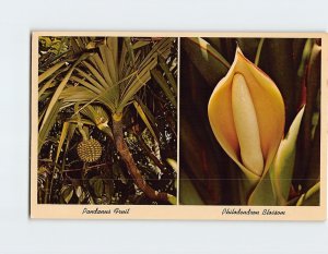 Postcard Pandanus Fruit & Philodendron Blossom, Florida