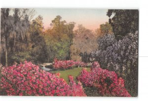 Charleston South Carolina SC Hand Colored Postcard 1915-1930 Magnolia Gardens