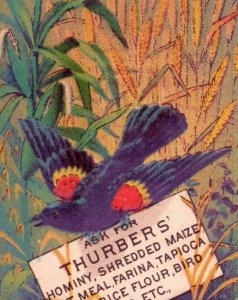 1880s Thurber's Variety Food Products Red-Winged Blackbird Nest Eggs F152