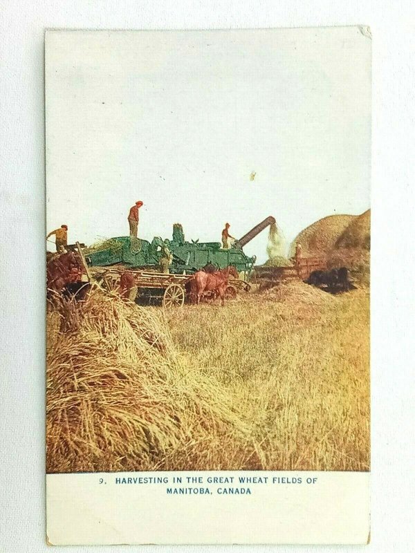 Vintage Postcard 1911 Harvesting in the Great Wheat Fields of Manitoba Canada