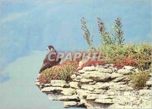 Postcard Modern Pilgrim Hawk Raptor A Rare and Threatened in whole Europe