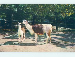 Chrome ZOO SCENE Washington DC AG1639