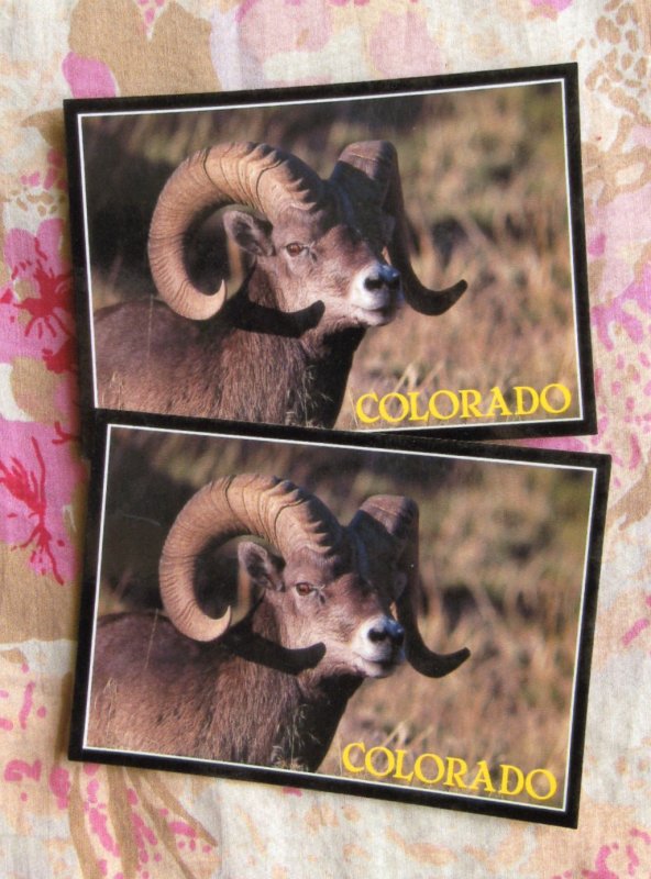 Bighorn Sheep Ram Postcards Set of Two, Rocky Mountain Wildlife, Colorado