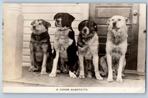 Canada Postcard Four Big Dogs as A Yukon Quartette c1910 Antique RPPC Photo