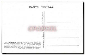 Old Postcard The Blue Tit Bird