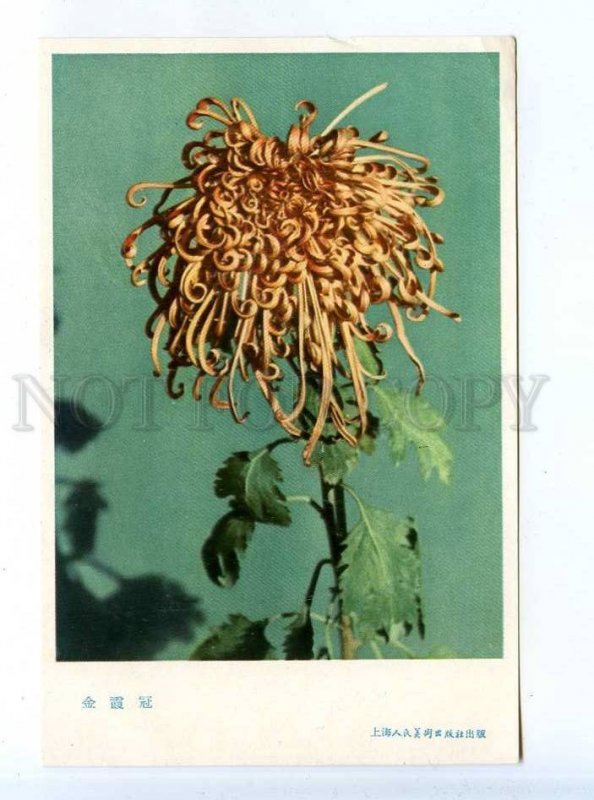 204273 CHINA chrysanthemum crown of Golden Dawn old postcard