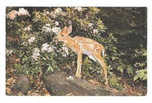 Little Deer Fawn Rhododendron 1985 Free Lance Photographers Guild Postcard