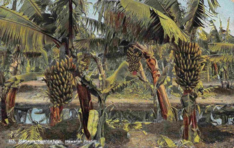 Banana Plantation Hawaii 1910c postcard