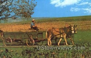 Amish Farmer & Dog - Lancaster, Pennsylvania PA Postcard