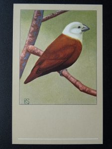 Bird Theme WHITE HEADED NUN c1950s Postcard by P. Sluis Series 4 No.42