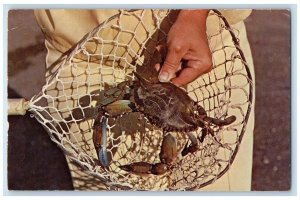 Maryland Blue Crab In Small Nets Wire Cages Chesapeake Bay Water Postcard