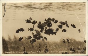 Silver Springs Florida FL Underwater Scene Cline Real Photo Vintage Postcard