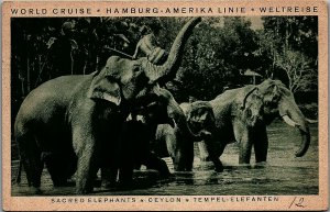 1929 HAMBURG-AMERICAN LINE CEYLON INDIA SACRED ELEPHANTS POSTCARD 38-243