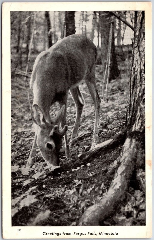 Greetings From Fergus Falls Minnesota MN Deer in the Wild Postcard