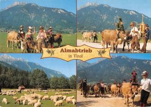 GG7955 almabtrieb in tirol cow  kuh shhep schaf  austria