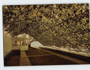 Postcard The Great Vine Hampton Court Palace London England