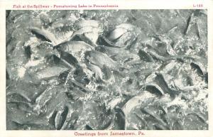 JAMESTOWN PENNSYLVANIA FISH AT SPILLWAY PYMATUNING LAKE SMOCK PAPER POSTCARD