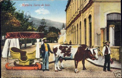 portugal, MADEIRA, Carro de Bois, Bullock Sledge 1910s