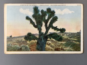Joshua Palm Southern California Litho Postcard A1148083935