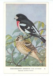 Birds - Rose-Breasted Grosbeak (Male & Female)