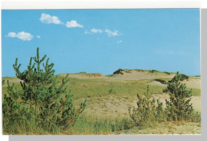 Tranquil Cape Cod, Massachusetts/MA Postcard, View Of Sand Dunes & Sea Grass