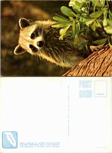 Racoon (23721