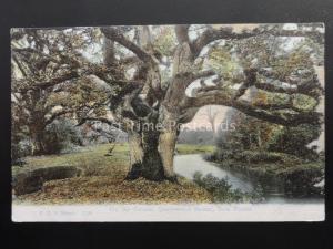 Hampshire NEW FOREST Queenwood Bower - On the Stream c1907 by F.G.O. Stuart 1128