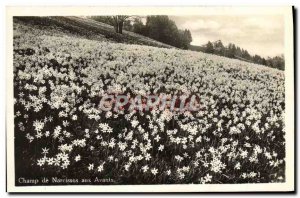 Old Postcard Field of Daffodils in Avants