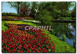 Modern Postcard Holland Land of Flowers