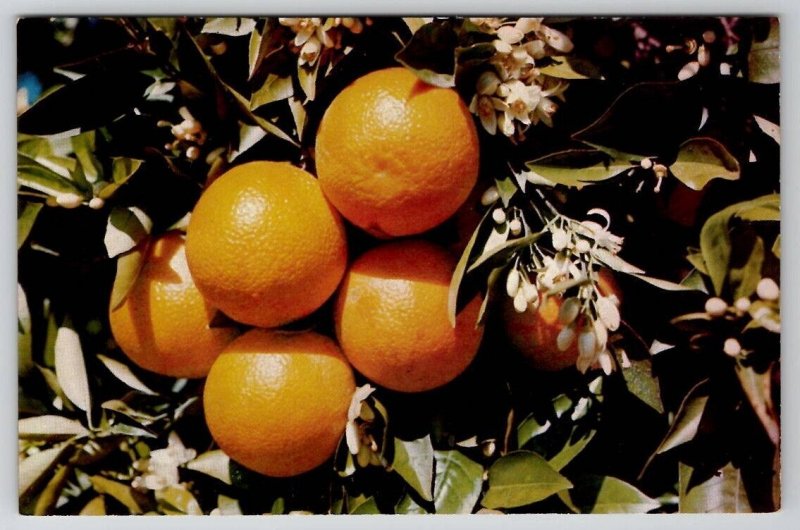 Southlands Famous Orange Groves Fruit and Blossoms Postcard B29