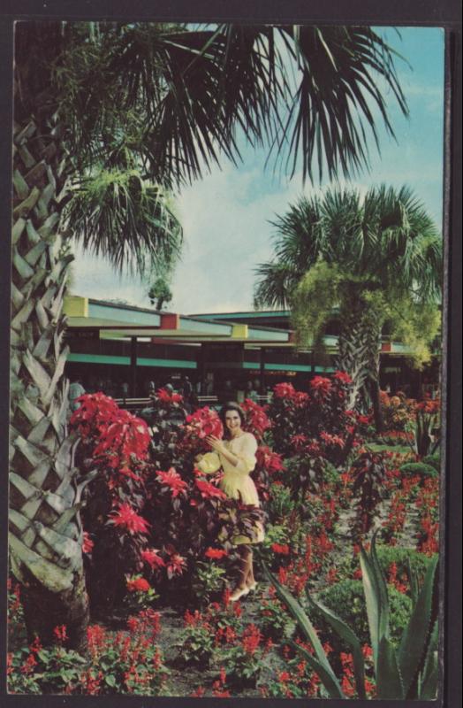 Silver Springs,FL Postcard BIN