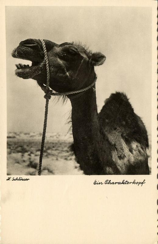 libya, Camel, Ship of the Desert (1940s) H. Schlösser Photo