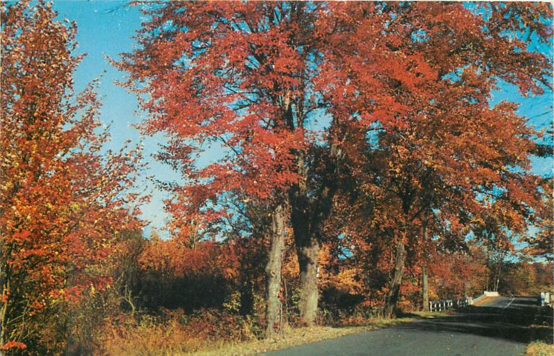 Sunlight like soft gold burnishes the autumn foliage and country road Dextone