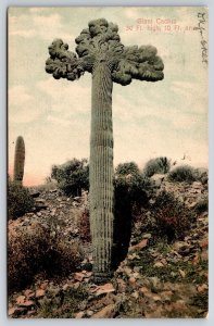 Phoenix Arizona~Giant Cactus 30 Ft High~Desert Outdoors Scene~1907 Postcard