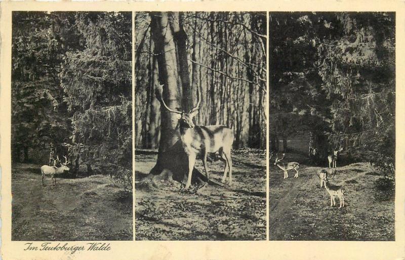 Deutschland / Germany Teutoburger Walde deer cerfs 1935