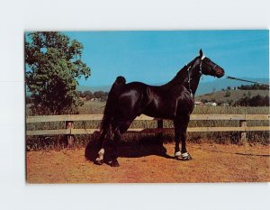 Postcard Champion Walking Horse, Tennessee