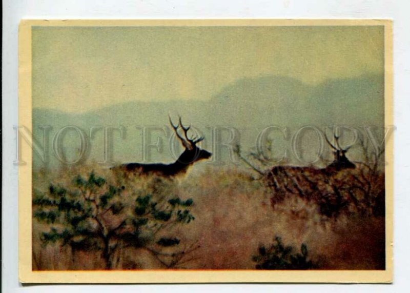 429753 USSR hunting Tajikistan Bactrian deers 1958 year russian postcard