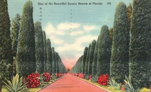 Florida, 1950's Green Land Australian Pines Road Scenic Street, Vintage Postcard