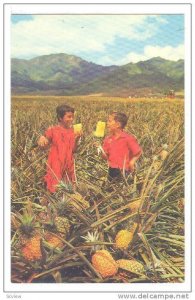 Children, Field Ripe Pineapples...Ready For Canning by Del Monte, Hawaii, 194...