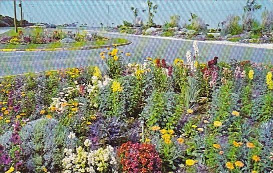 Georgia Jekyll Island Beautiful Flowers On Beachview Drive Looking North