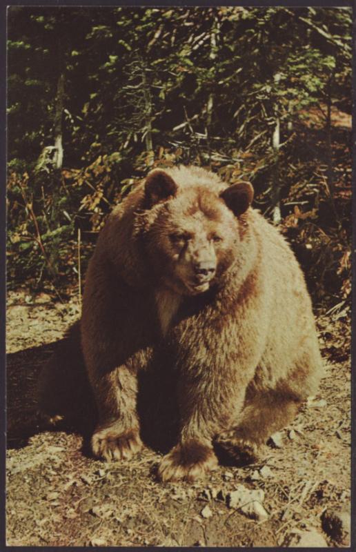 Black Bear,Yellowstone Postcard