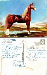 Roan Allen F-38, Tennessee Walking Horses (33084