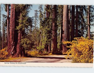 Postcard Spring Among the Redwoods, California