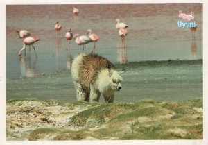 Alpaco Laguna Colorado Peru Bolivia Postcard