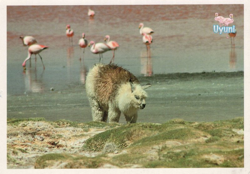 Alpaco Laguna Colorado Peru Bolivia Postcard