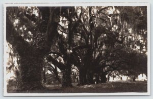 RPPC  Pakenham Oak  Trees  Real Photo Postcard  c1930